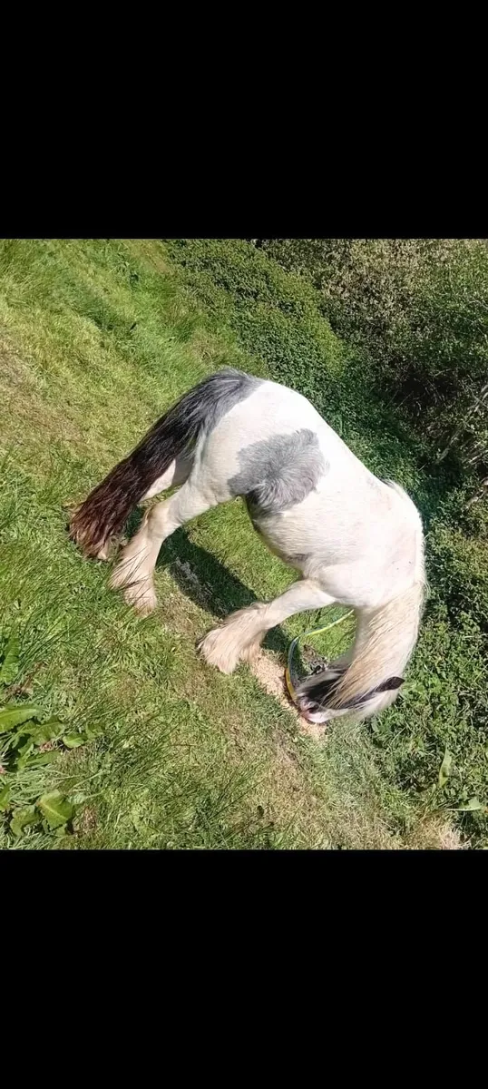 Horse - Image 1