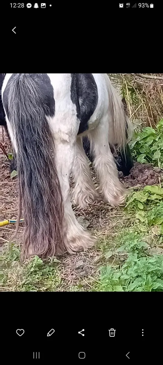 Horse - Image 2