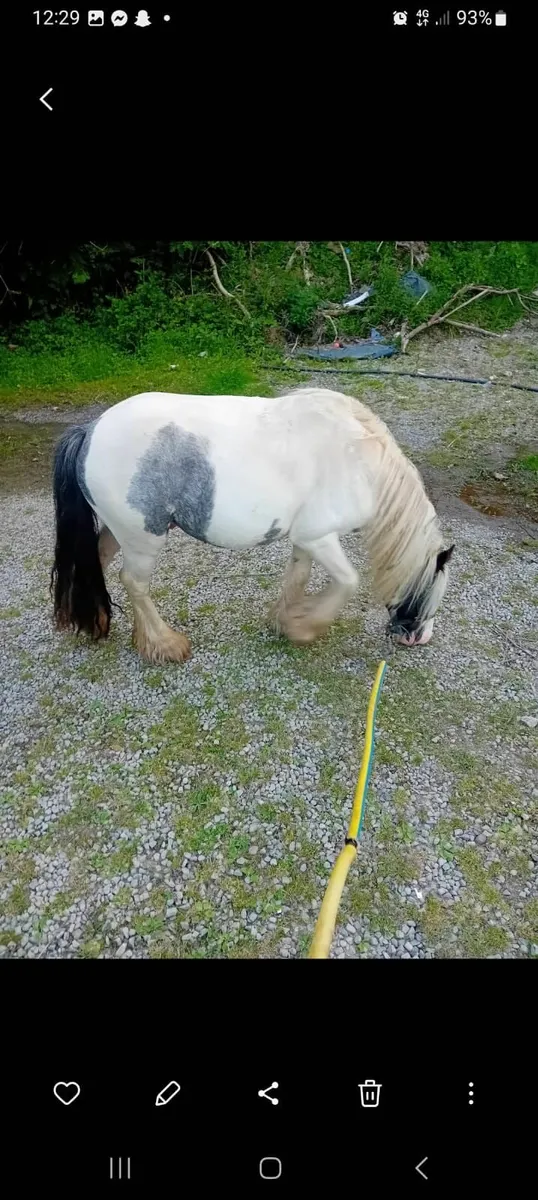 Horse - Image 3