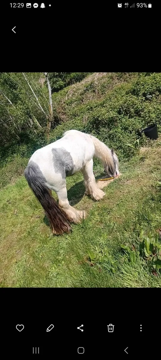 Horse - Image 4