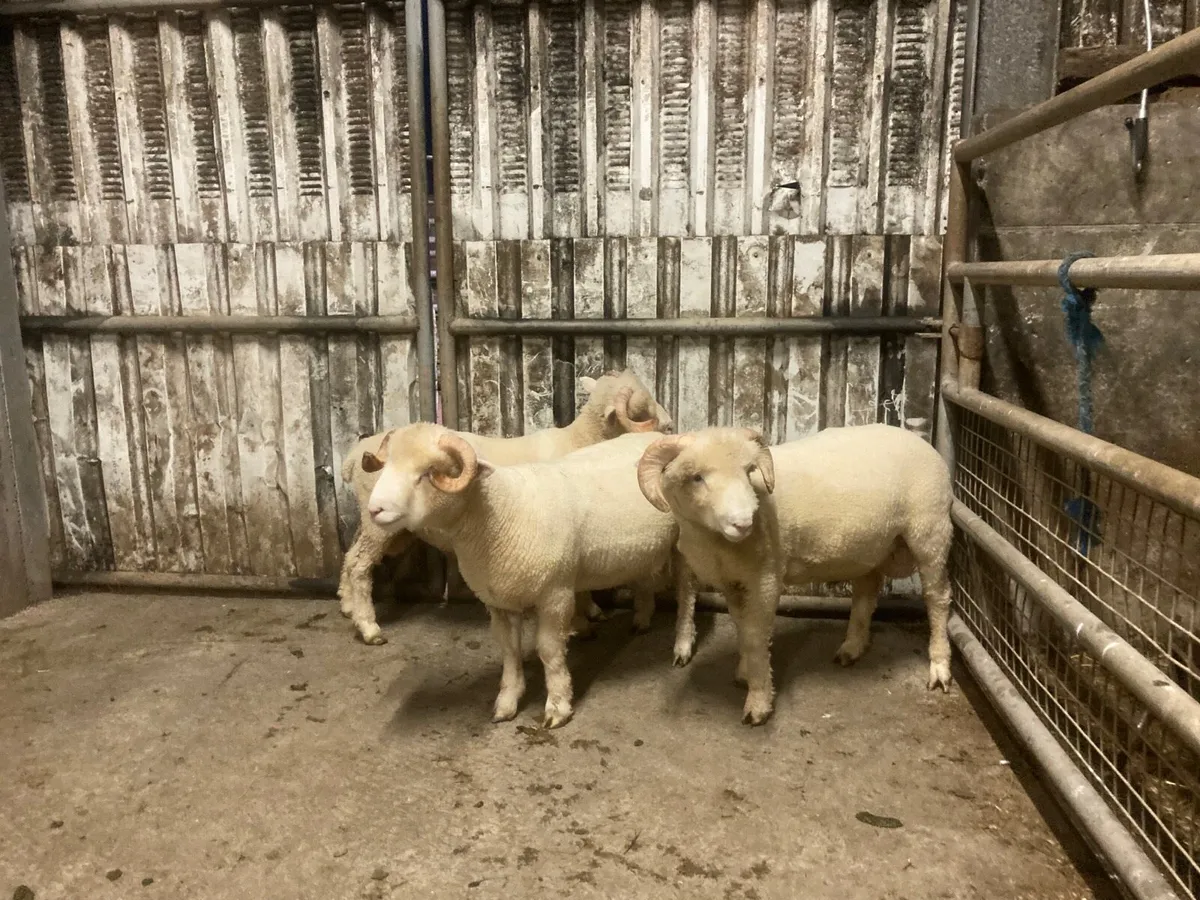 Dorset Horn Ram Lamb - Image 1