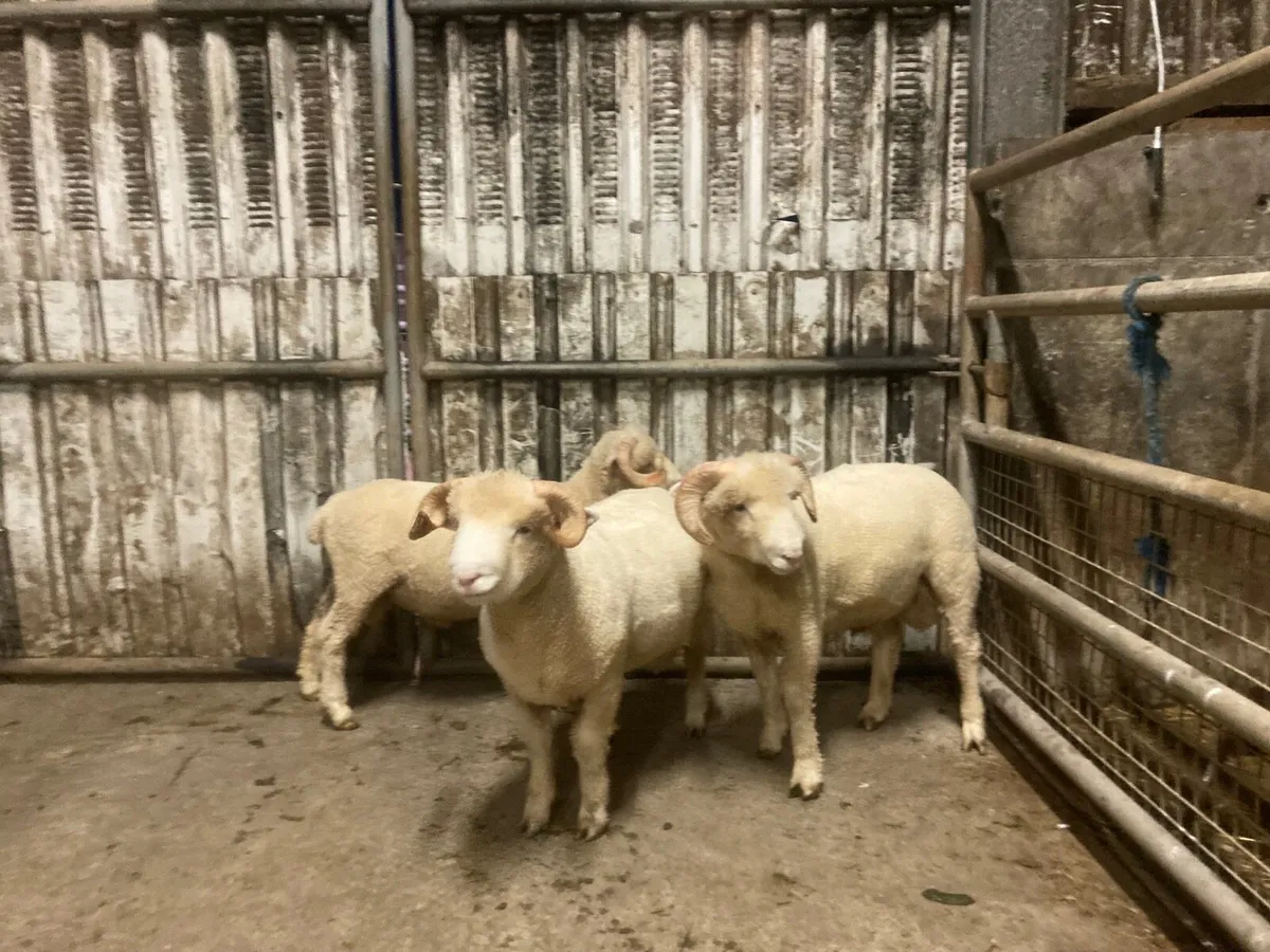 Dorset Horn Ram Lamb - Image 2