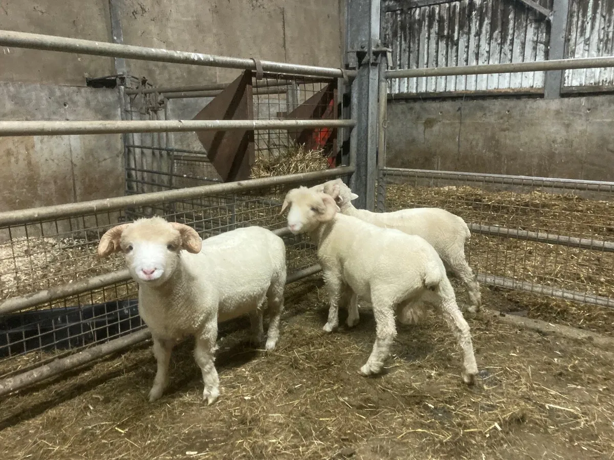 Dorset Horn Ram Lamb - Image 3