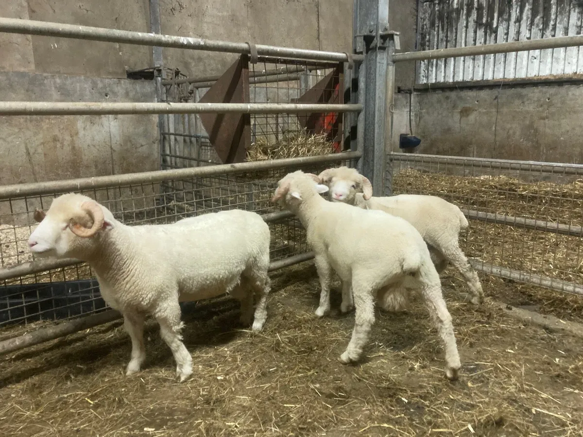 Dorset Horn Ram Lamb - Image 4