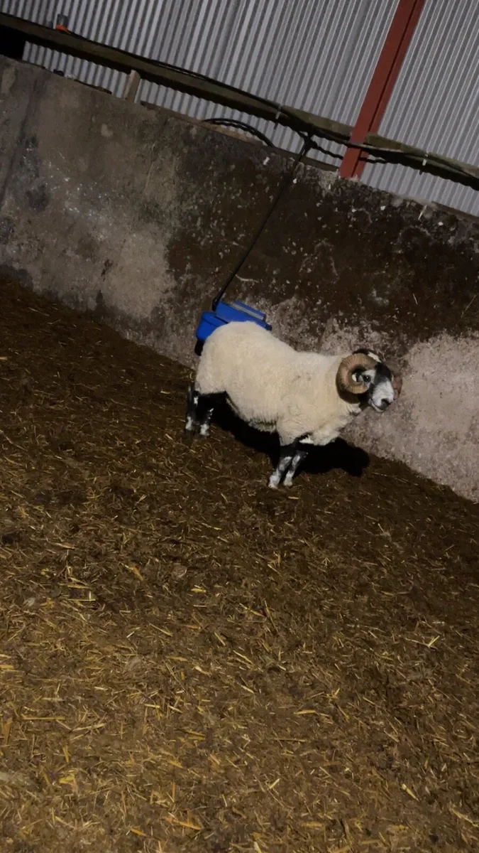 Lanark ram - Image 2