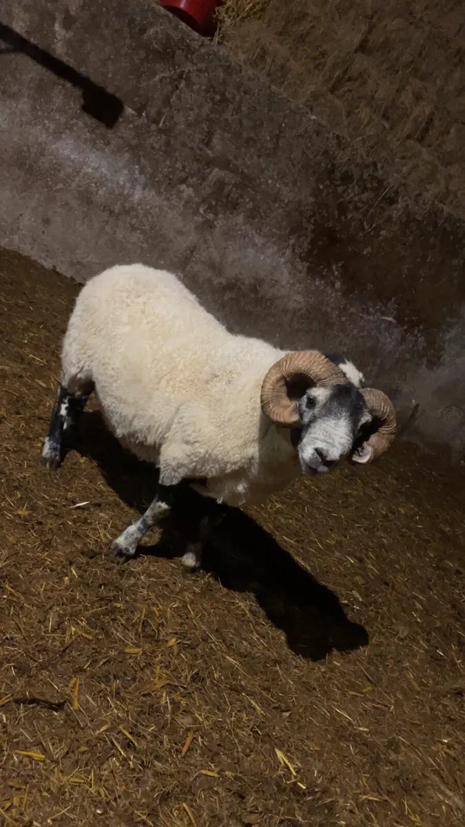 Lanark ram - Image 1