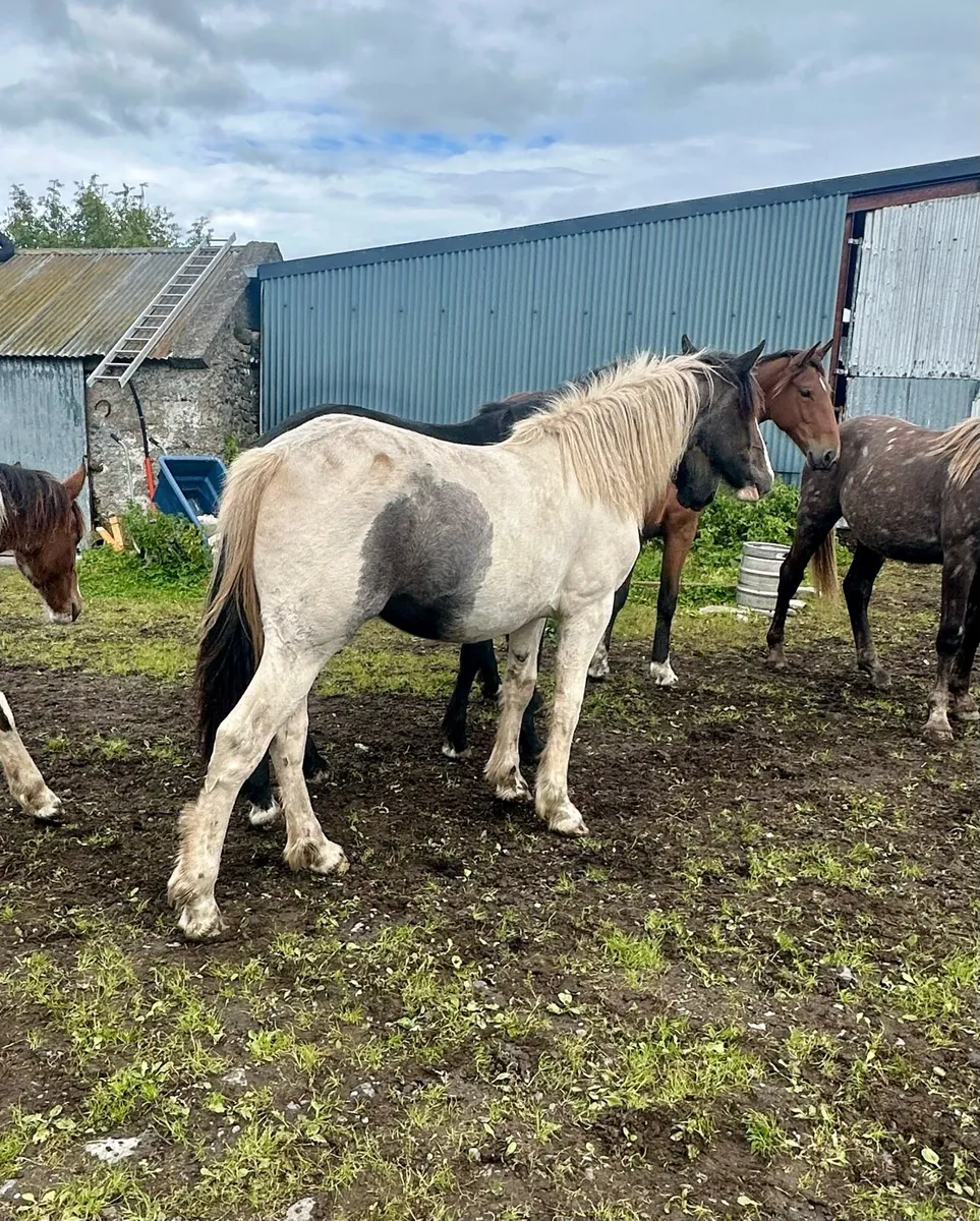 A unique coloured filly, half Irish Draught - Image 3