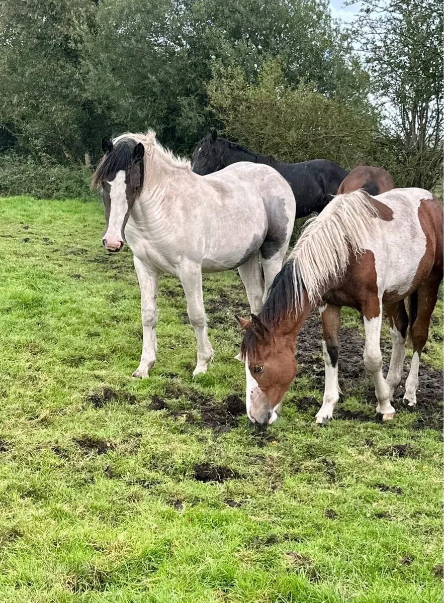 A unique coloured filly, half Irish Draught - Image 4