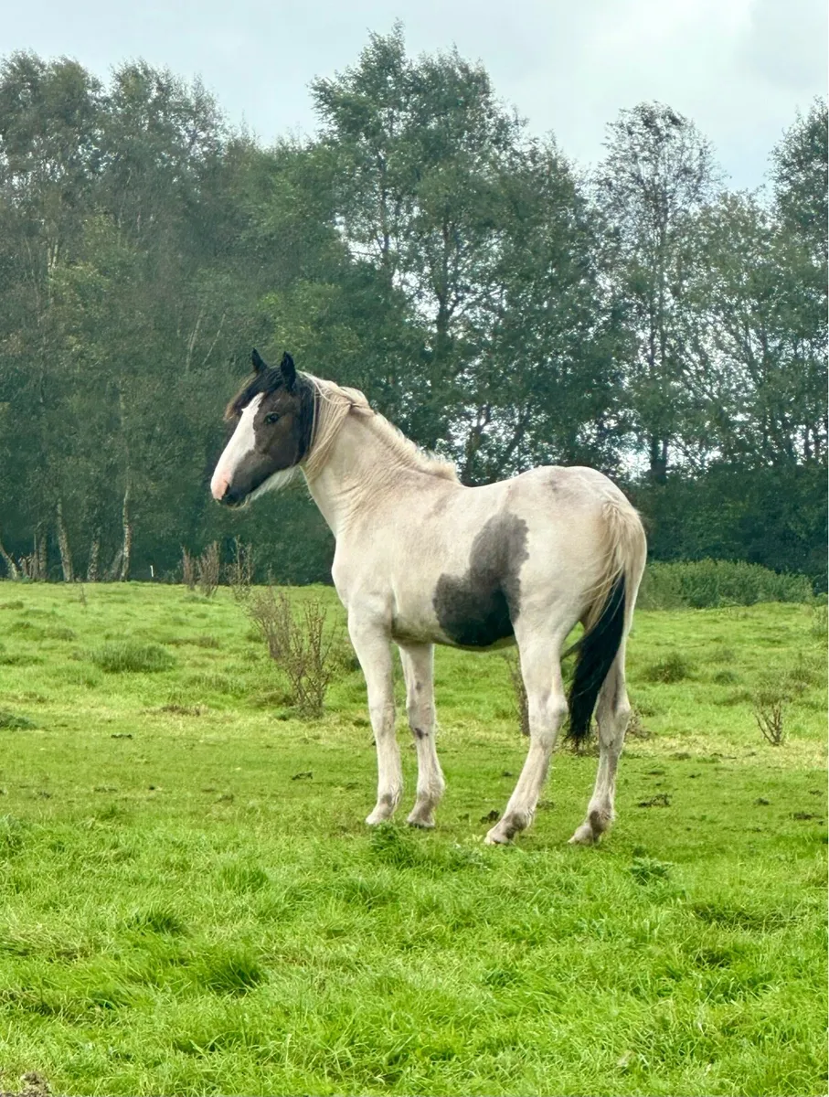 A unique coloured filly, half Irish Draught - Image 2