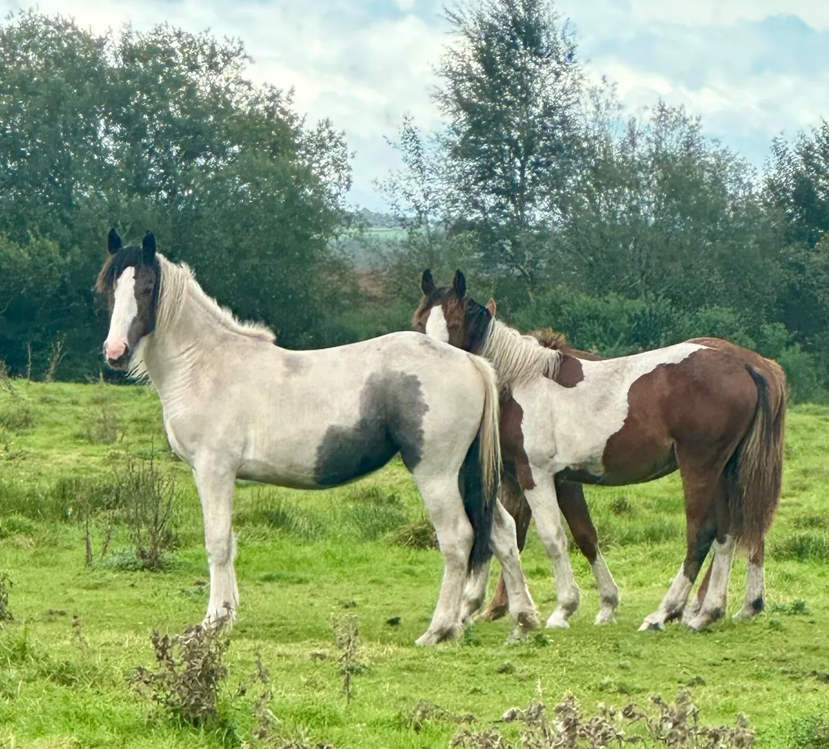 A unique coloured filly, half Irish Draught - Image 1