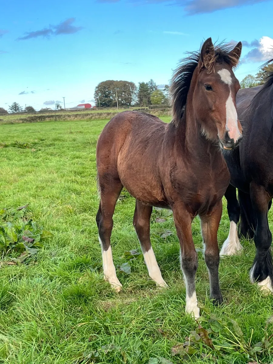 Colt Foal and year and a half Filly - Image 3
