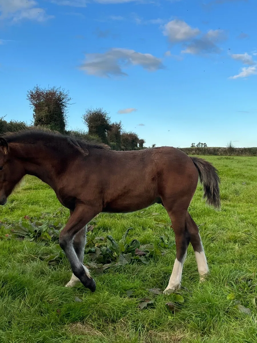 Colt Foal and year and a half Filly - Image 4