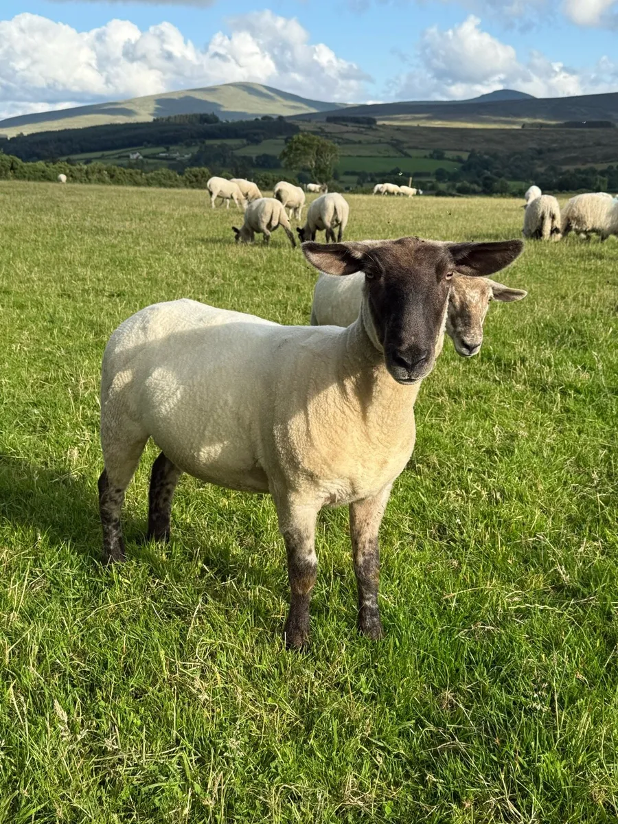 Suffolk/Cheviot Hoggets - Image 1