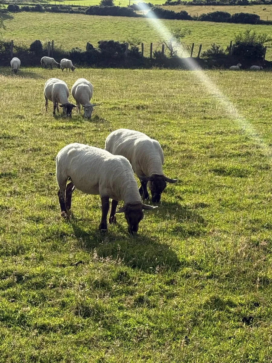 Suffolk/Cheviot Hoggets - Image 3