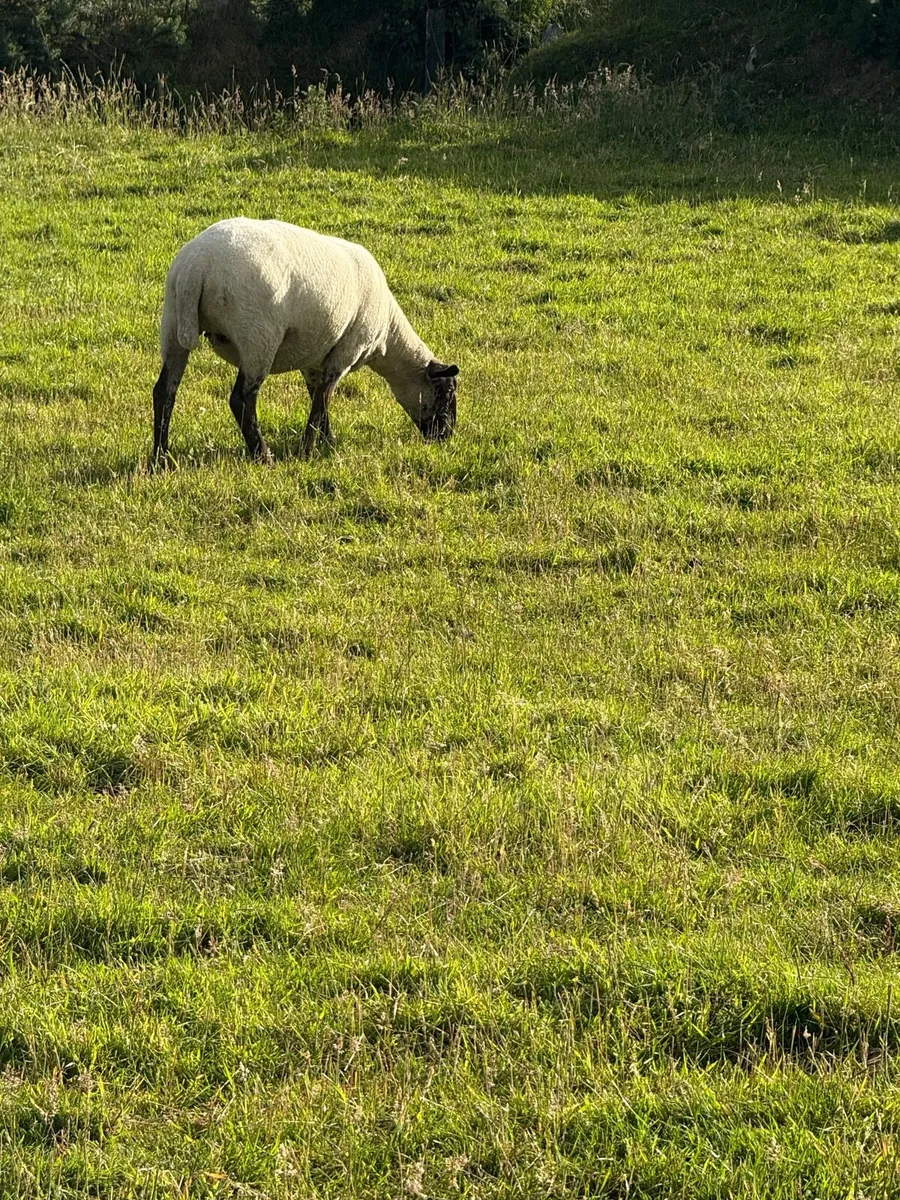 Suffolk/Cheviot Hoggets - Image 4