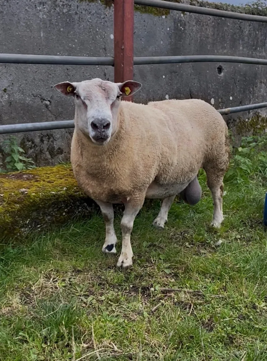 Purebred Charlollais - Image 1