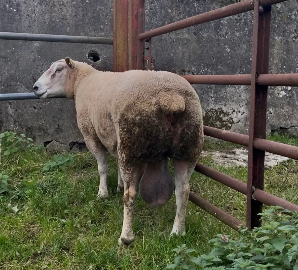 Purebred Charlollais - Image 2