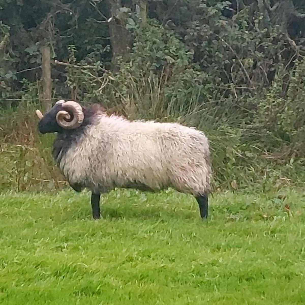 SIS MAYO BLACKFACE HOGGET RAM - Image 2