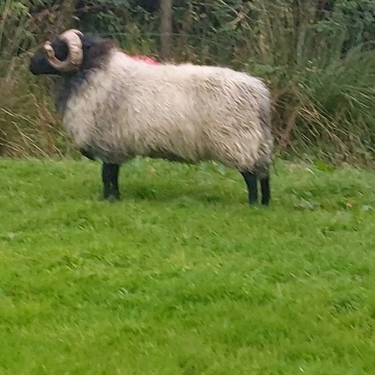 SIS MAYO BLACKFACE HOGGET RAM - Image 4