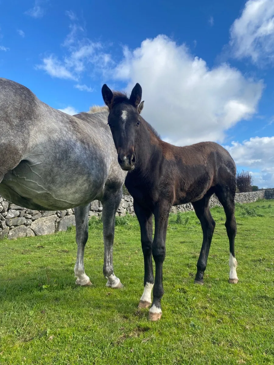 KMS Denver Filly Foal - Image 1