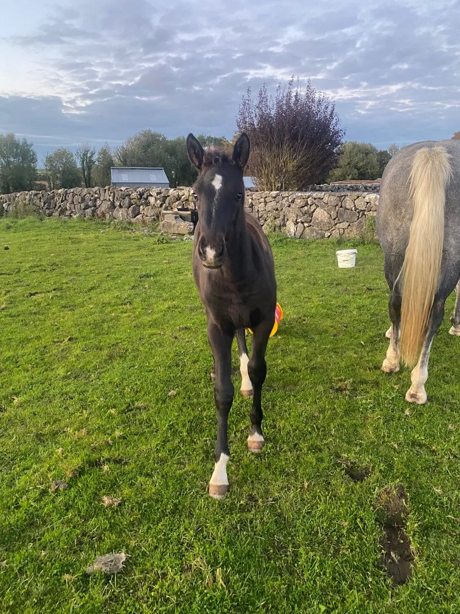 KMS Denver Filly Foal - Image 3