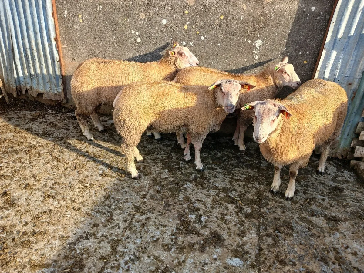 SIS Purebred Charlollais Rams 🌟 🌟 🌟 🌟 - Image 1