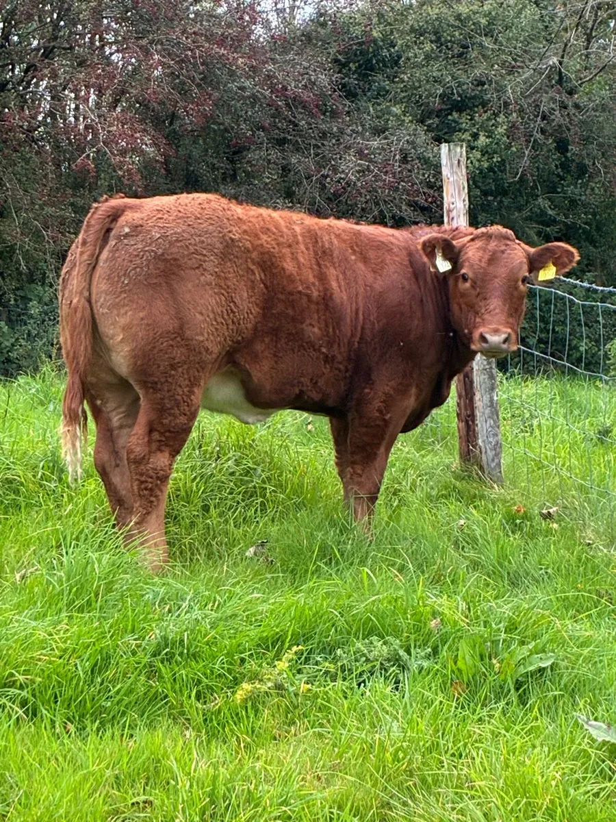 Super Breeding Heifer - Image 3