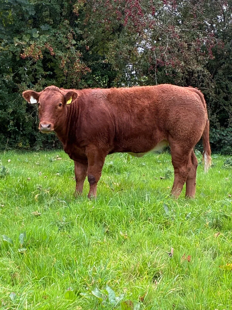 Super Breeding Heifer - Image 1