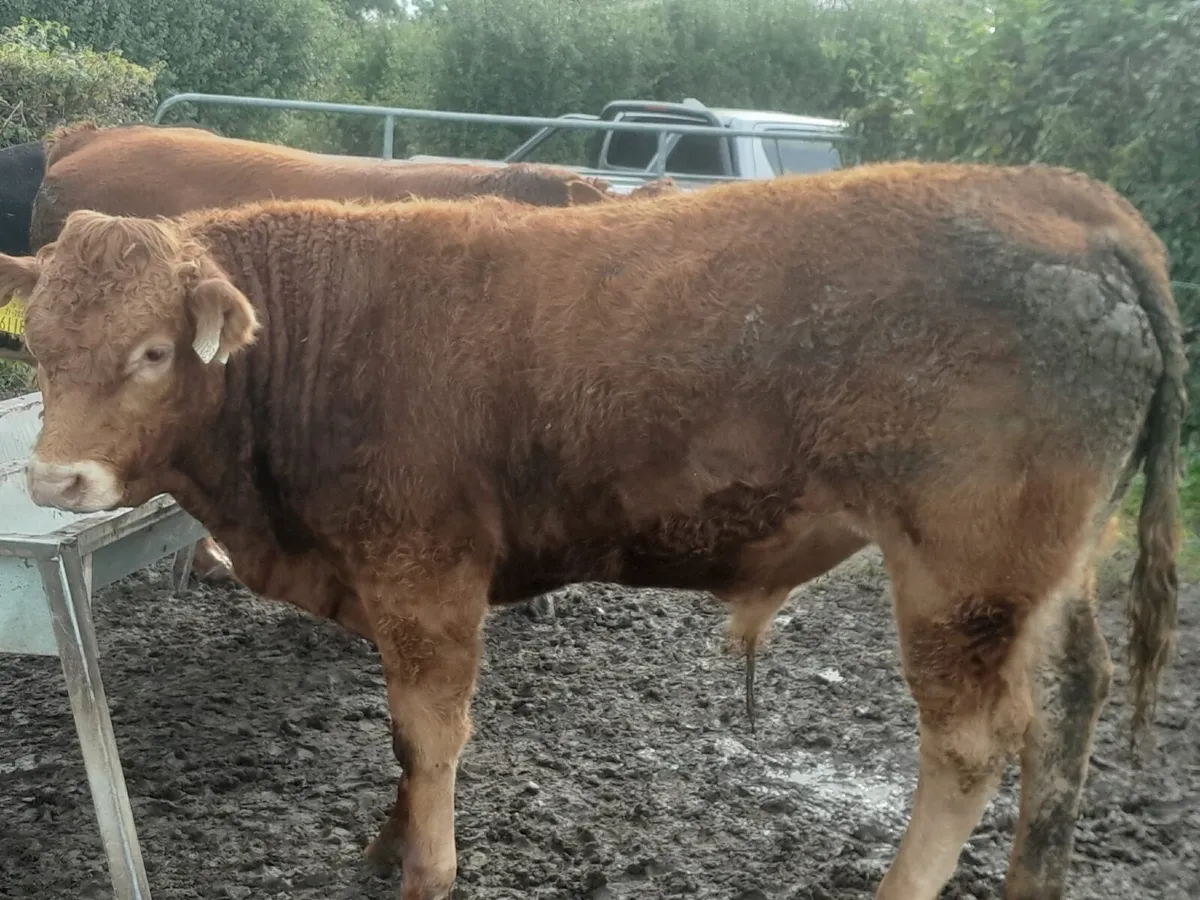 🐂🐂 NEWSFLASH !!!! CLONES MART 🐂🐂 - Image 2