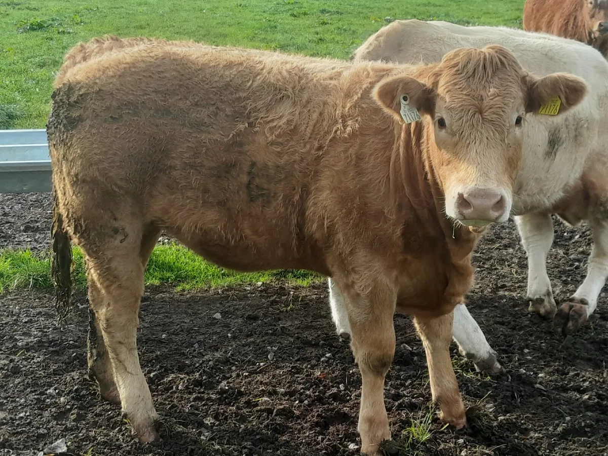 🐂🐂 NEWSFLASH !!!! CLONES MART 🐂🐂 - Image 3