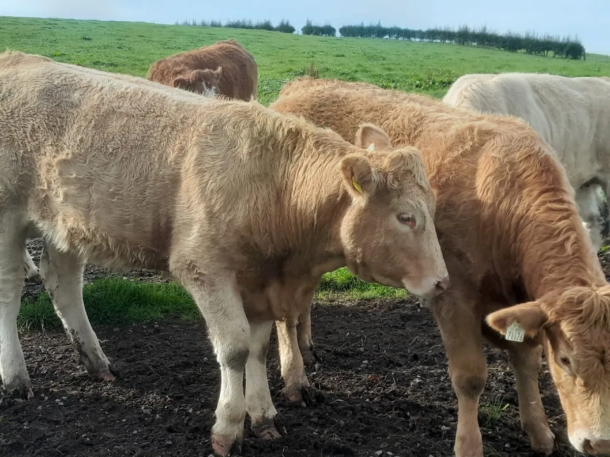 🐂🐂 NEWSFLASH !!!! CLONES MART 🐂🐂 - Image 4
