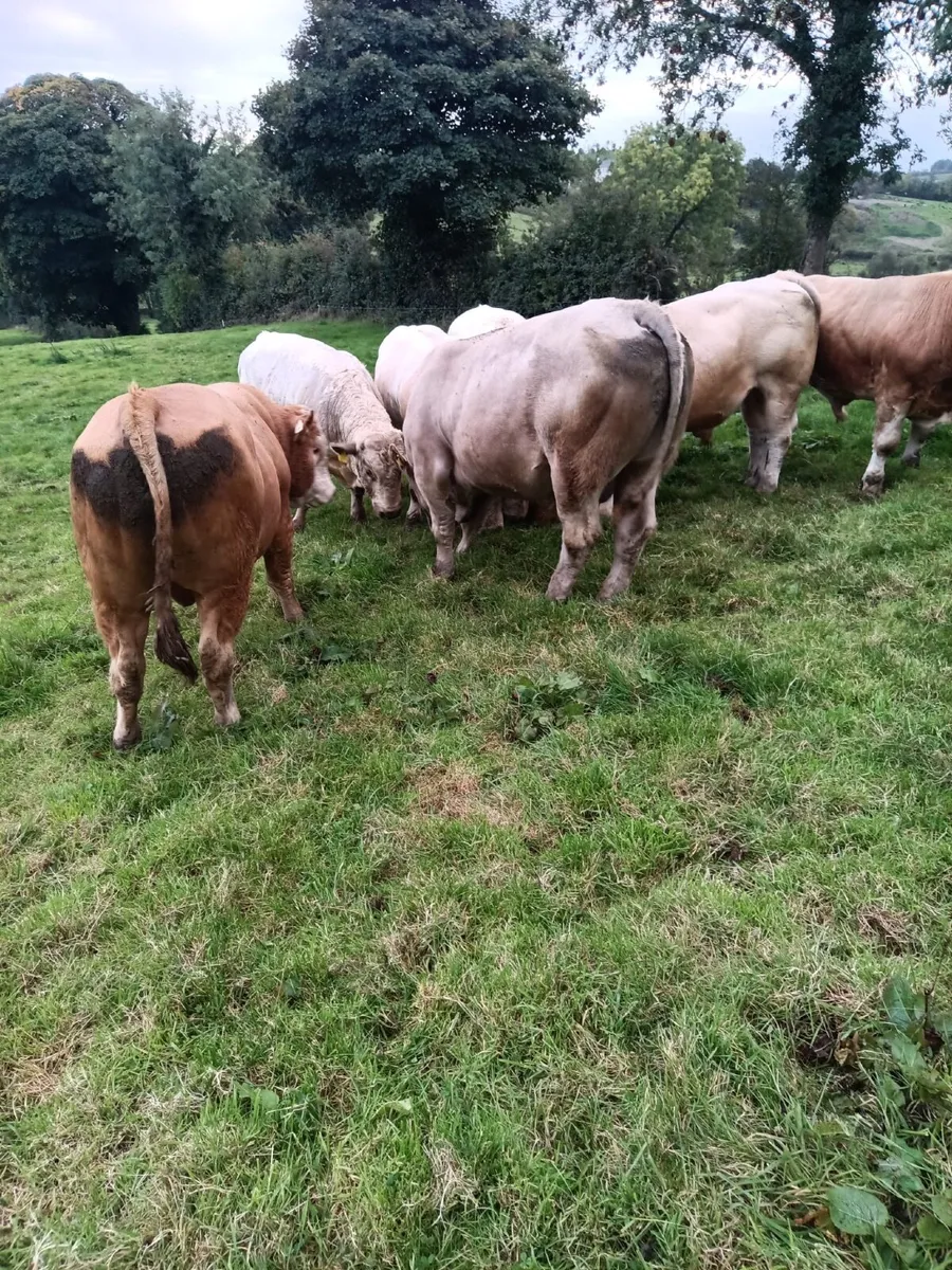🐂🐂 NEWSFLASH !!!! CLONES MART 🐂🐂 - Image 1