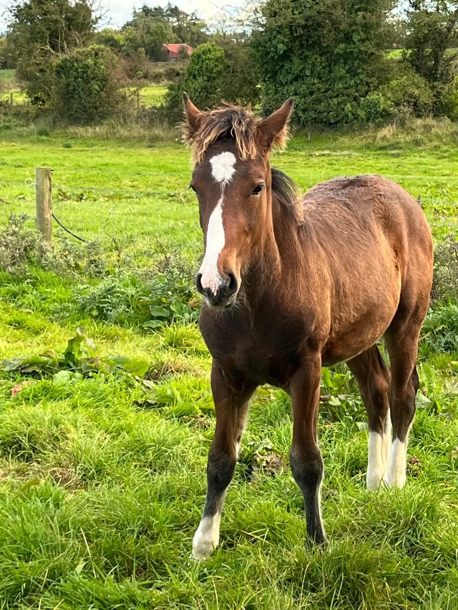 Colt Foal and year and a half Filly - Image 1
