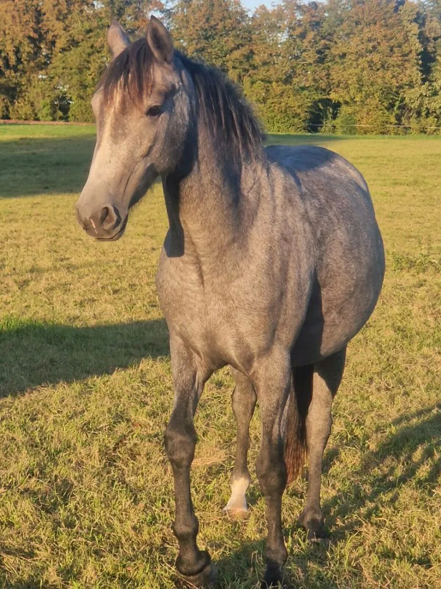 Filly - Image 1