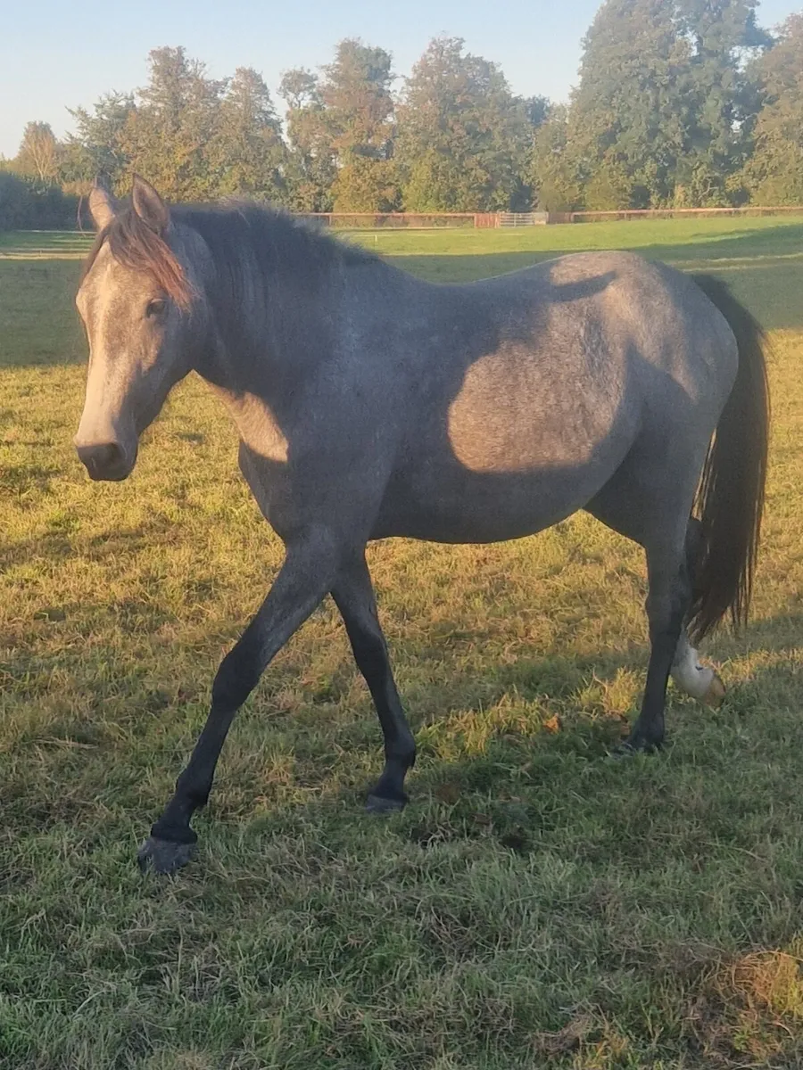 Filly - Image 3