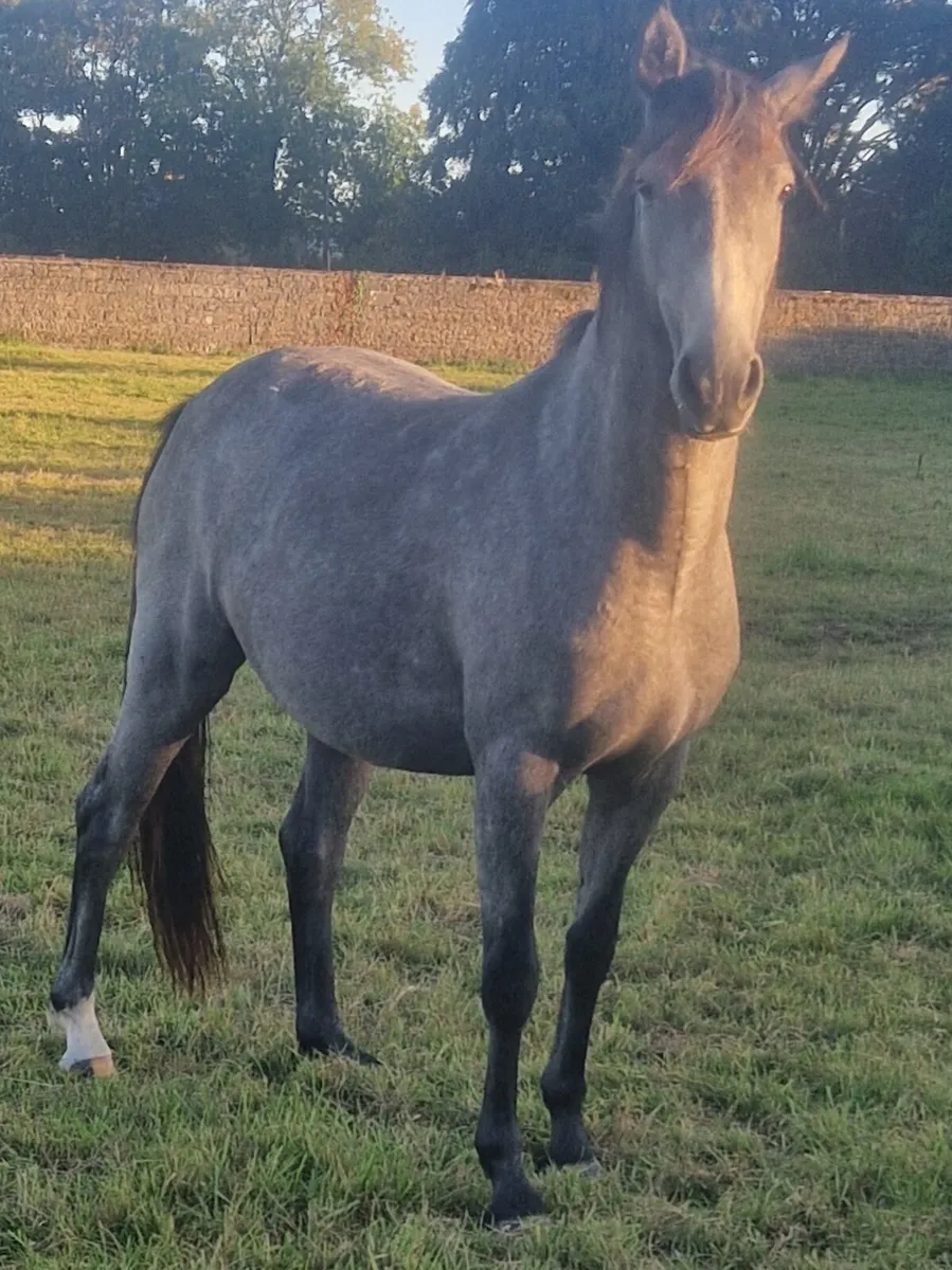 Filly - Image 4