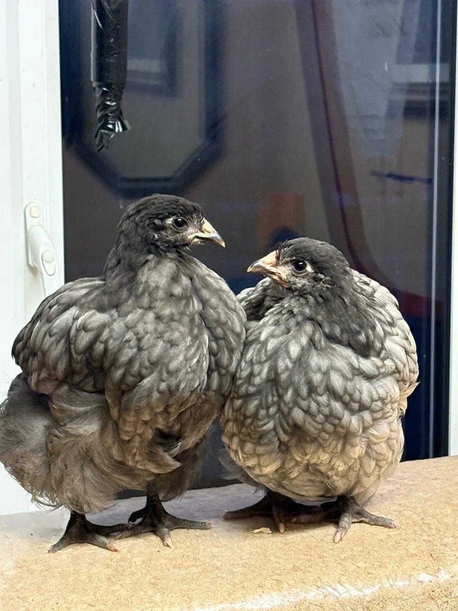 Blue Orpington’s/Wyandotte - Image 1