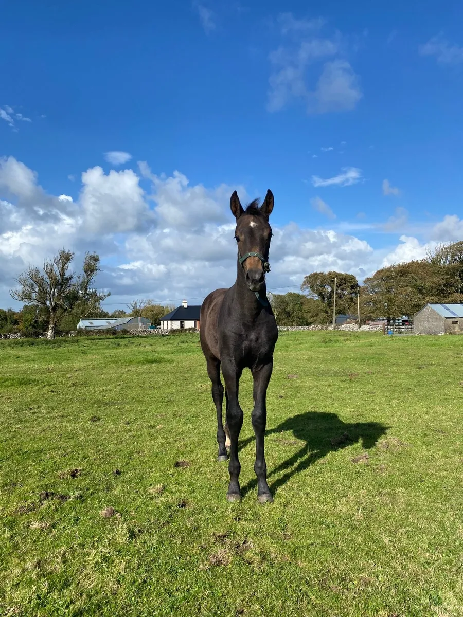 Show Quality Womanizer Filly Foal - Image 1