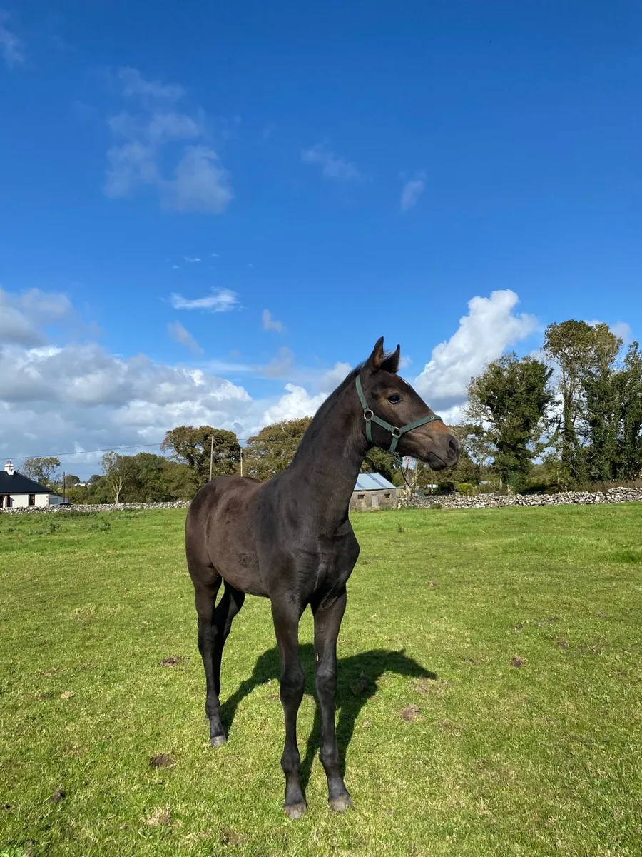 Show Quality Womanizer Filly Foal - Image 2
