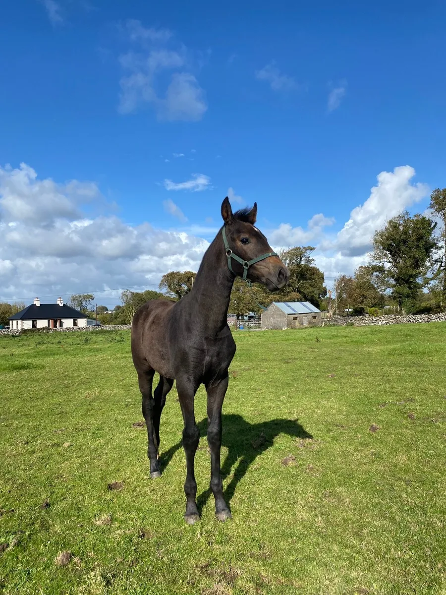 Show Quality Womanizer Filly Foal - Image 3