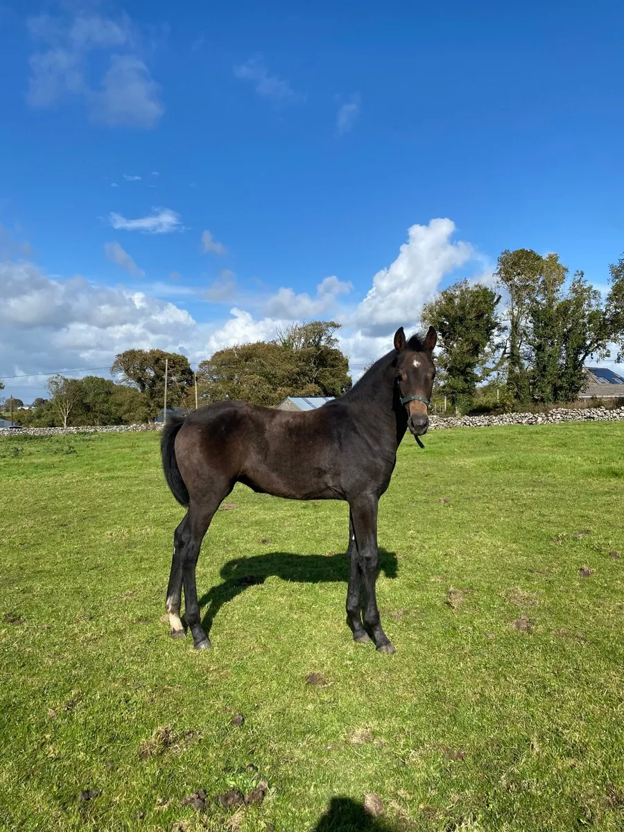 Show Quality Womanizer Filly Foal - Image 4