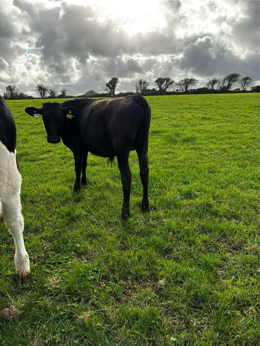 Wagyu male - Image 1