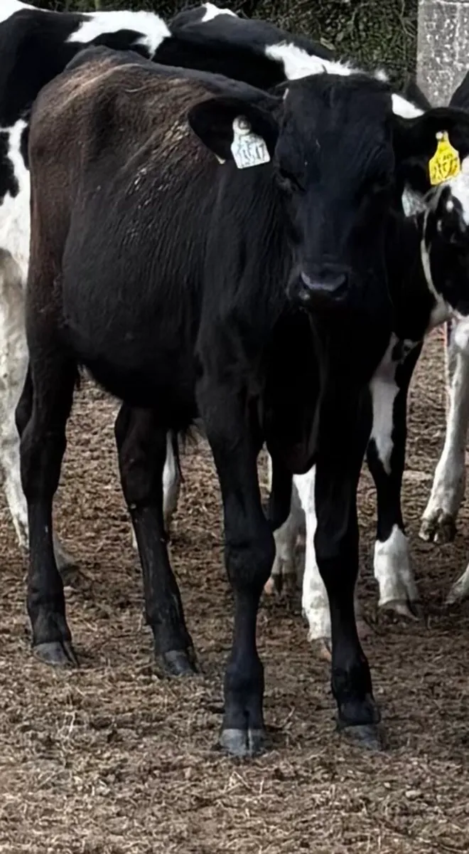 Wagyu male - Image 2