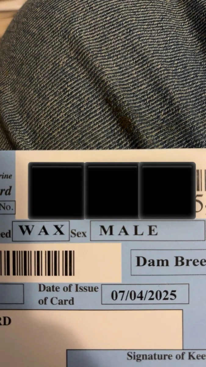 Wagyu male - Image 3