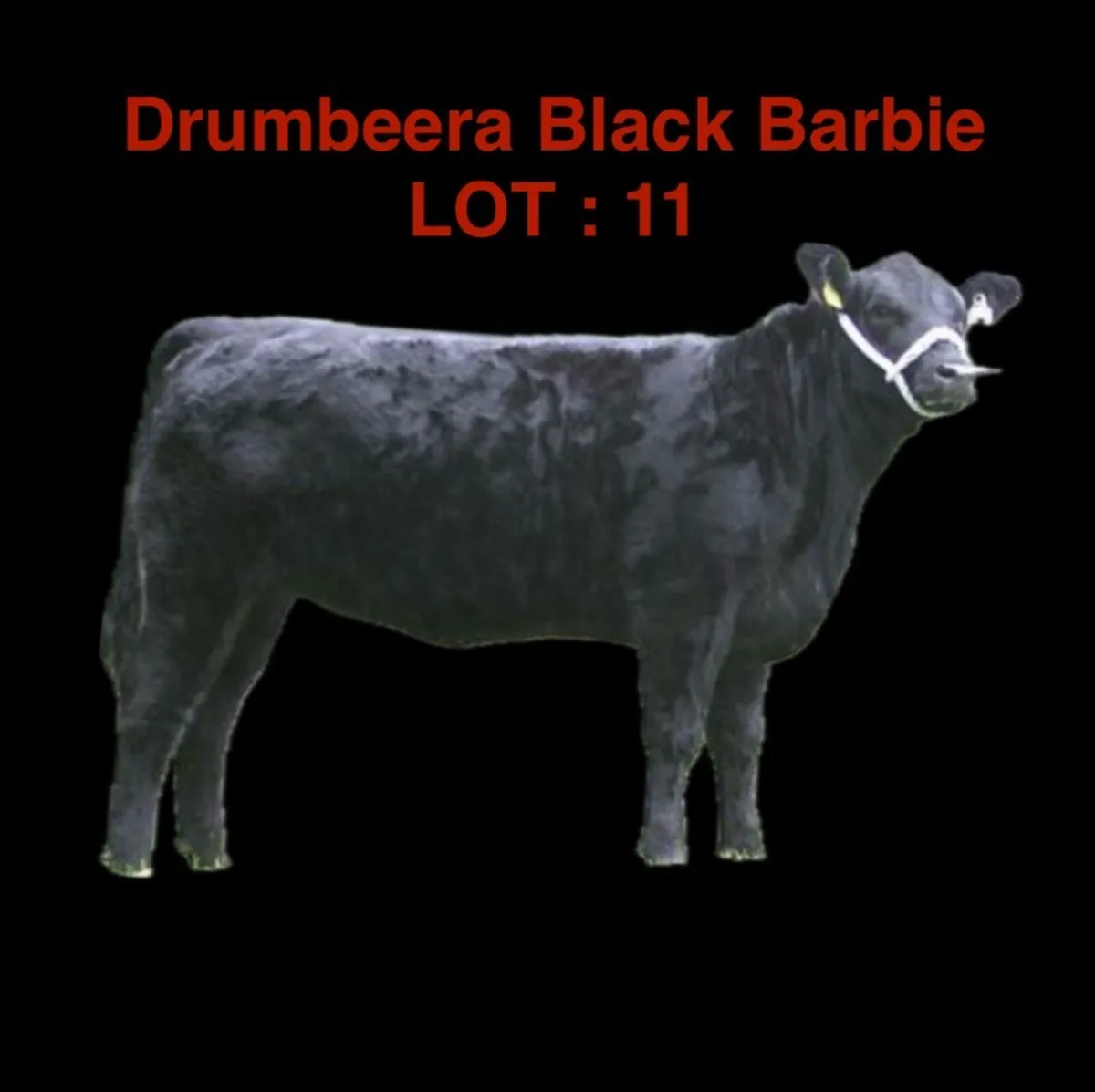 DRUMBEERA ANGUS - Image 1
