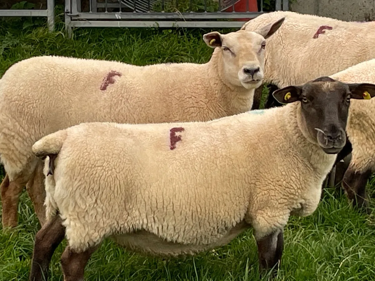 Ewes - Image 1