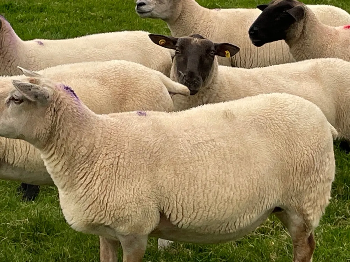 Ewes - Image 2