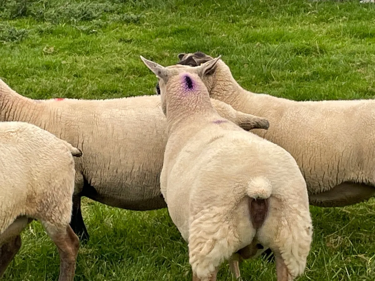 Ewes - Image 3