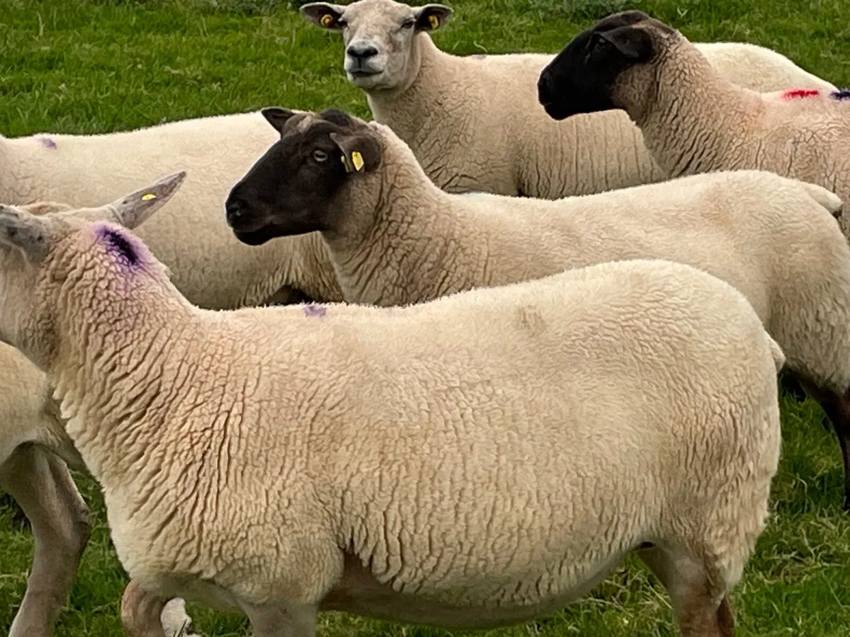 Ewes - Image 4