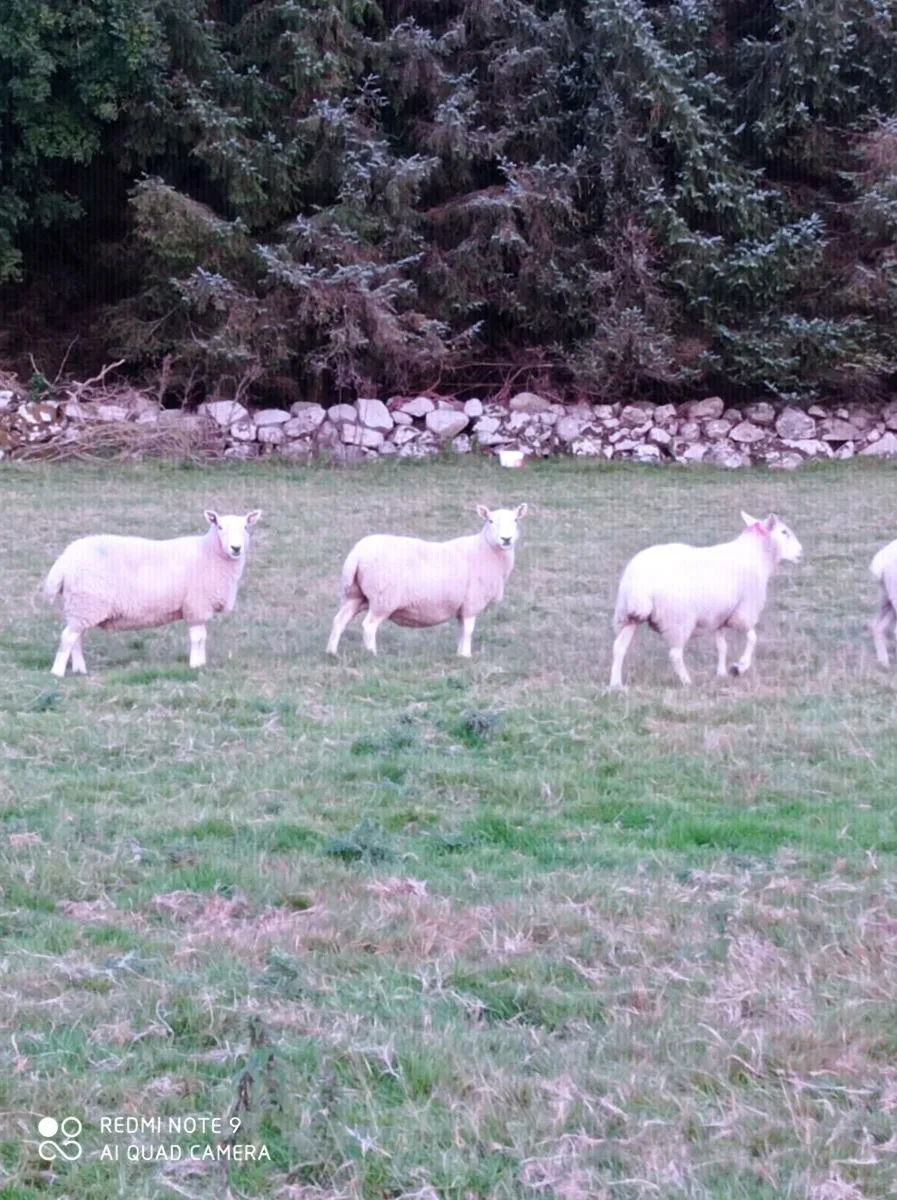 Cheviot Ewes - Image 1
